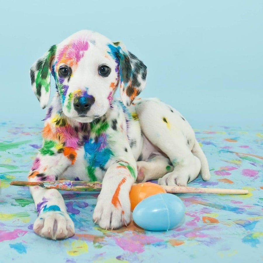Vivacolor-värviline-koer