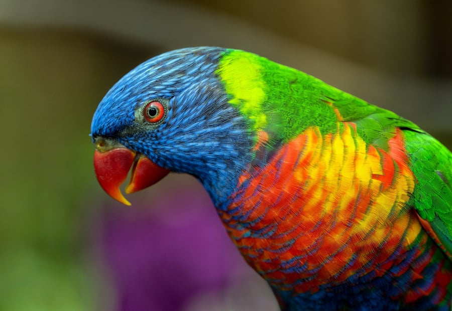 parrot rainbow colors